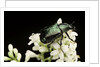 Gnorimus nobilis (noble chafer) by Anonymous