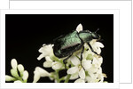 Gnorimus nobilis (noble chafer) by Anonymous