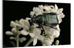 Gnorimus nobilis (noble chafer) by Anonymous