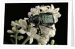 Gnorimus nobilis (noble chafer) by Anonymous