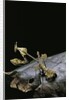 Gongylus gongylodes (wandering violin mantis) by Anonymous