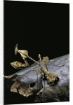 Gongylus gongylodes (wandering violin mantis) by Anonymous
