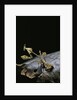 Gongylus gongylodes (wandering violin mantis) by Anonymous