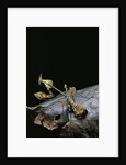 Gongylus gongylodes (wandering violin mantis) by Anonymous