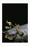 Gongylus gongylodes (wandering violin mantis) by Anonymous