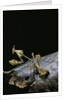Gongylus gongylodes (wandering violin mantis) by Anonymous