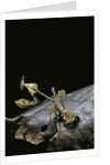 Gongylus gongylodes (wandering violin mantis) by Anonymous