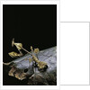 Gongylus gongylodes (wandering violin mantis) by Anonymous