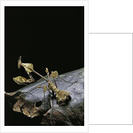 Gongylus gongylodes (wandering violin mantis) by Anonymous