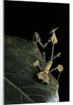 Gongylus gongylodes (wandering violin mantis) by Anonymous