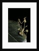 Gongylus gongylodes (wandering violin mantis) by Anonymous
