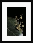 Gongylus gongylodes (wandering violin mantis) by Anonymous