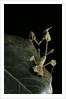 Gongylus gongylodes (wandering violin mantis) by Anonymous