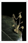 Gongylus gongylodes (wandering violin mantis) by Anonymous
