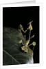 Gongylus gongylodes (wandering violin mantis) by Anonymous