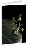 Gongylus gongylodes (wandering violin mantis) by Anonymous