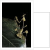 Gongylus gongylodes (wandering violin mantis) by Anonymous