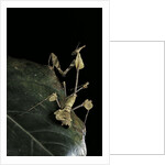 Gongylus gongylodes (wandering violin mantis) by Anonymous