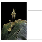 Gongylus gongylodes (wandering violin mantis) by Anonymous