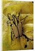 Gnathocera triviattata triviattata (flower beetle) by Anonymous