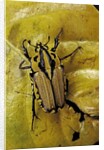 Gnathocera triviattata triviattata (flower beetle) by Anonymous