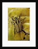 Gnathocera triviattata triviattata (flower beetle) by Anonymous