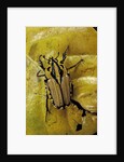 Gnathocera triviattata triviattata (flower beetle) by Anonymous