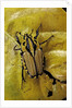 Gnathocera triviattata triviattata (flower beetle) by Anonymous