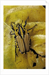 Gnathocera triviattata triviattata (flower beetle) by Anonymous