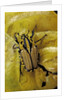 Gnathocera triviattata triviattata (flower beetle) by Anonymous