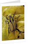 Gnathocera triviattata triviattata (flower beetle) by Anonymous
