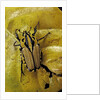 Gnathocera triviattata triviattata (flower beetle) by Anonymous