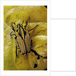 Gnathocera triviattata triviattata (flower beetle) by Anonymous
