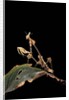 Gongylus gongylodes (wandering violin mantis) by Anonymous