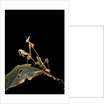 Gongylus gongylodes (wandering violin mantis) by Anonymous