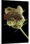 Graphosoma lineatum (striped shield bug ) - mating by Anonymous