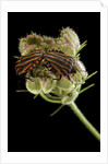 Graphosoma lineatum (striped shield bug ) - mating by Anonymous