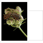 Graphosoma lineatum (striped shield bug ) - mating by Anonymous