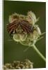 Graphosoma lineatum (striped shield bug ) - mating by Anonymous