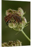 Graphosoma lineatum (striped shield bug ) - mating by Anonymous
