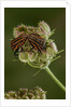 Graphosoma lineatum (striped shield bug ) - mating by Anonymous