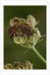 Graphosoma lineatum (striped shield bug ) - mating by Anonymous