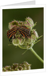 Graphosoma lineatum (striped shield bug ) - mating by Anonymous