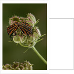 Graphosoma lineatum (striped shield bug ) - mating by Anonymous