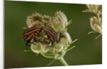 Graphosoma lineatum (striped shield bug ) - mating by Anonymous