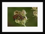 Graphosoma lineatum (striped shield bug ) - mating by Anonymous