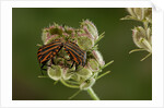 Graphosoma lineatum (striped shield bug ) - mating by Anonymous