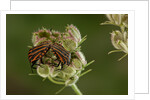 Graphosoma lineatum (striped shield bug ) - mating by Anonymous