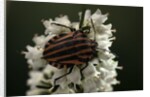 Graphosoma lineatum (striped shield bug ) by Anonymous