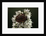 Graphosoma lineatum (striped shield bug ) by Anonymous